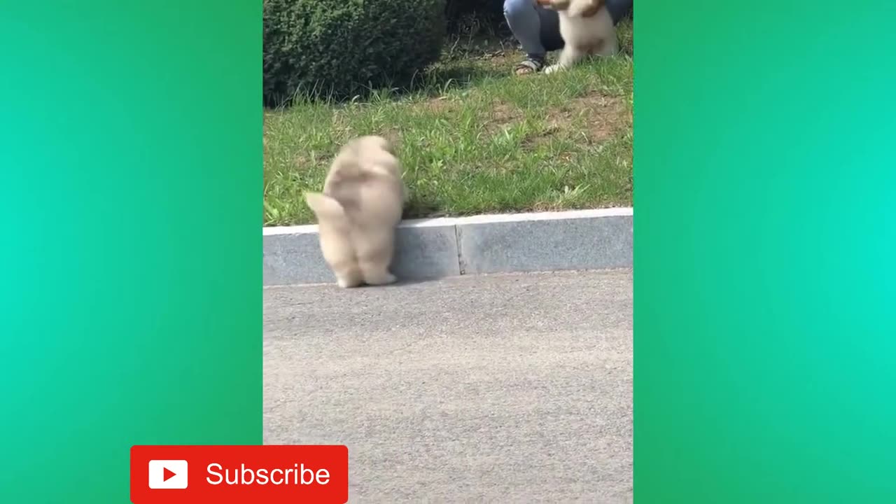 Funny animals 4