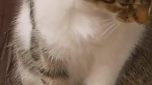 Cute Cat - Sleepy Cat - Funny Animal #cutecat