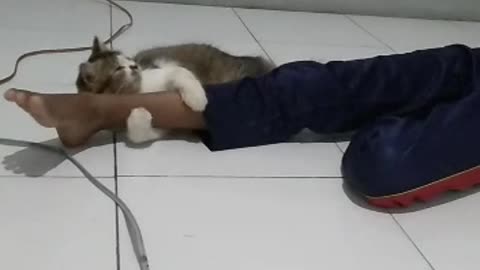 Cat attacks child's leg