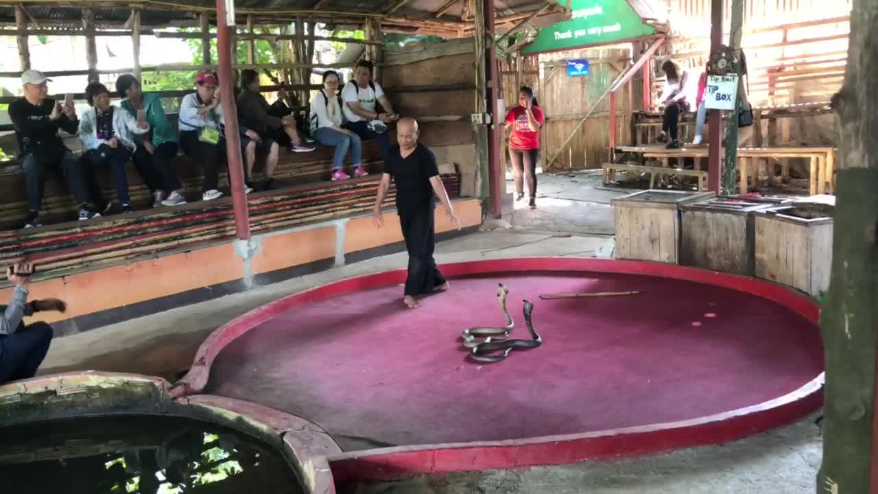 Crazy man playing with a cobra and kissing it
