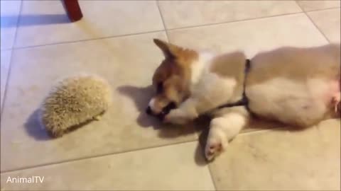 cute and funny corgi