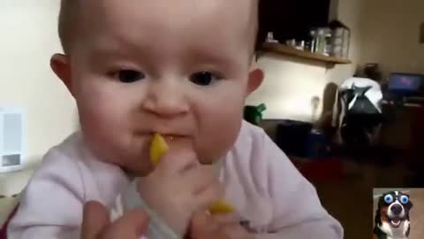 Cute babies eating lemon for the first time.