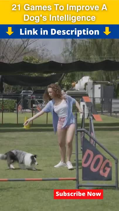 Dogs Facts | Dog training