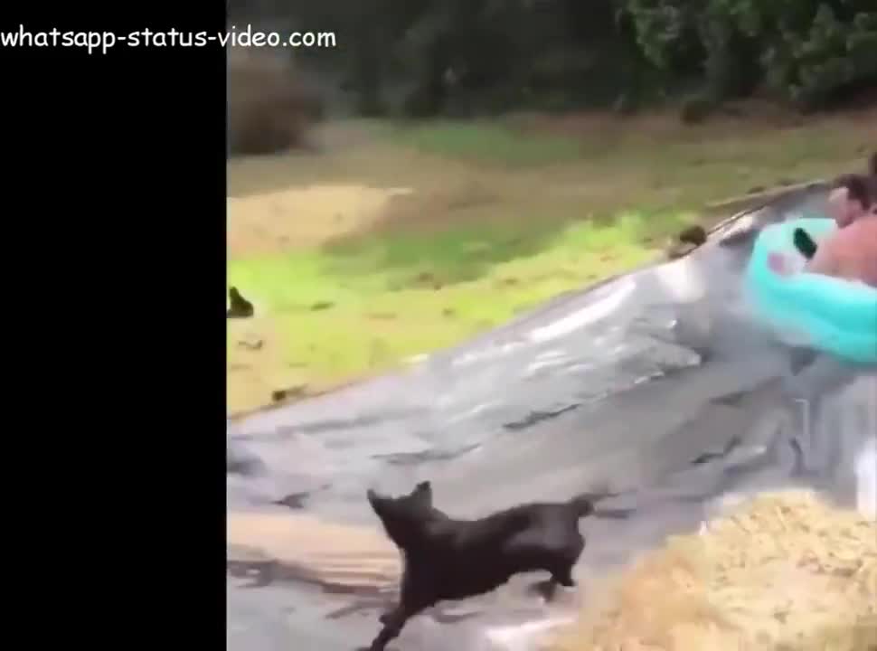 Short funny clip tiktock