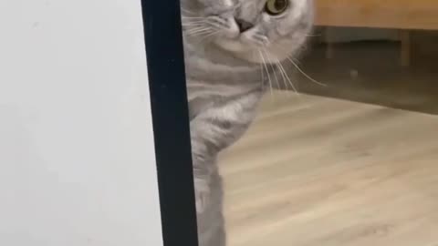 Unique eye contact in cats