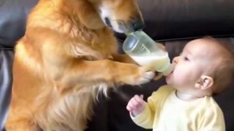 A Dog Is Feeding A Small Baby