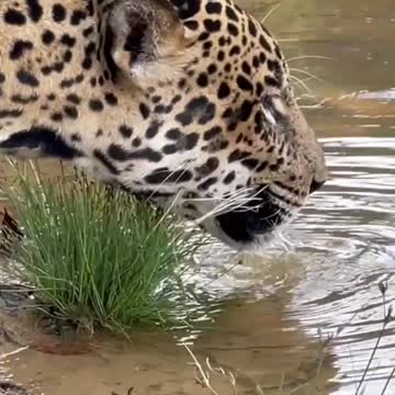 What happened to this tiger