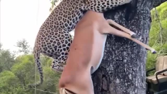 mpala is hoisted into a tree by a leopard.