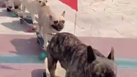 Dogs on skateboard