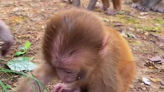 Baby monkey cute animals 36