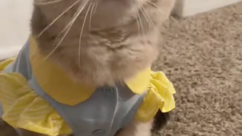Cute and lovely dressing cat
