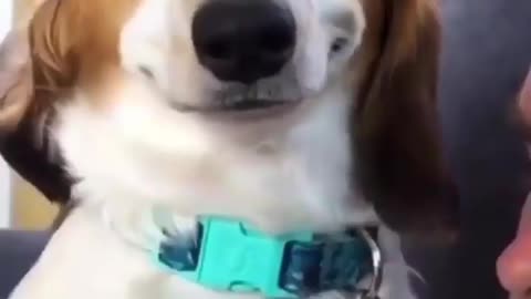 Dog is dancing on special song so funny