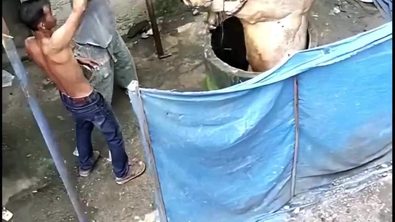 Cow Found Alive After Night in Residents Well