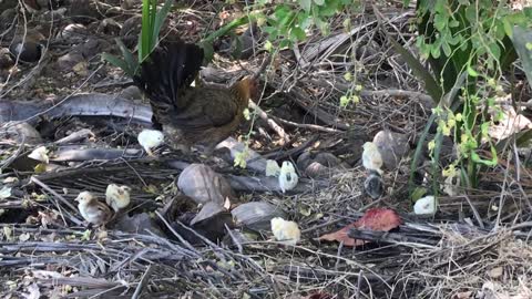 Baby Chicks Follow Mom Chicken In Food Searching Party