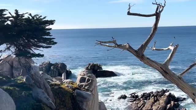 Did you know these trees used to be on 17-mile drive?