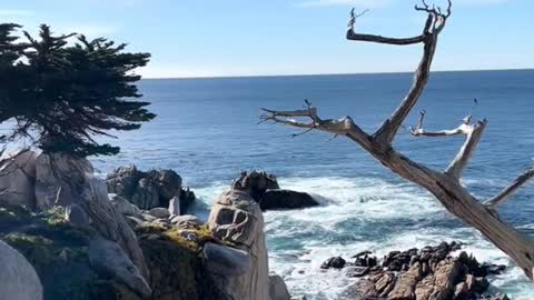 Did you know these trees used to be on 17-mile drive?