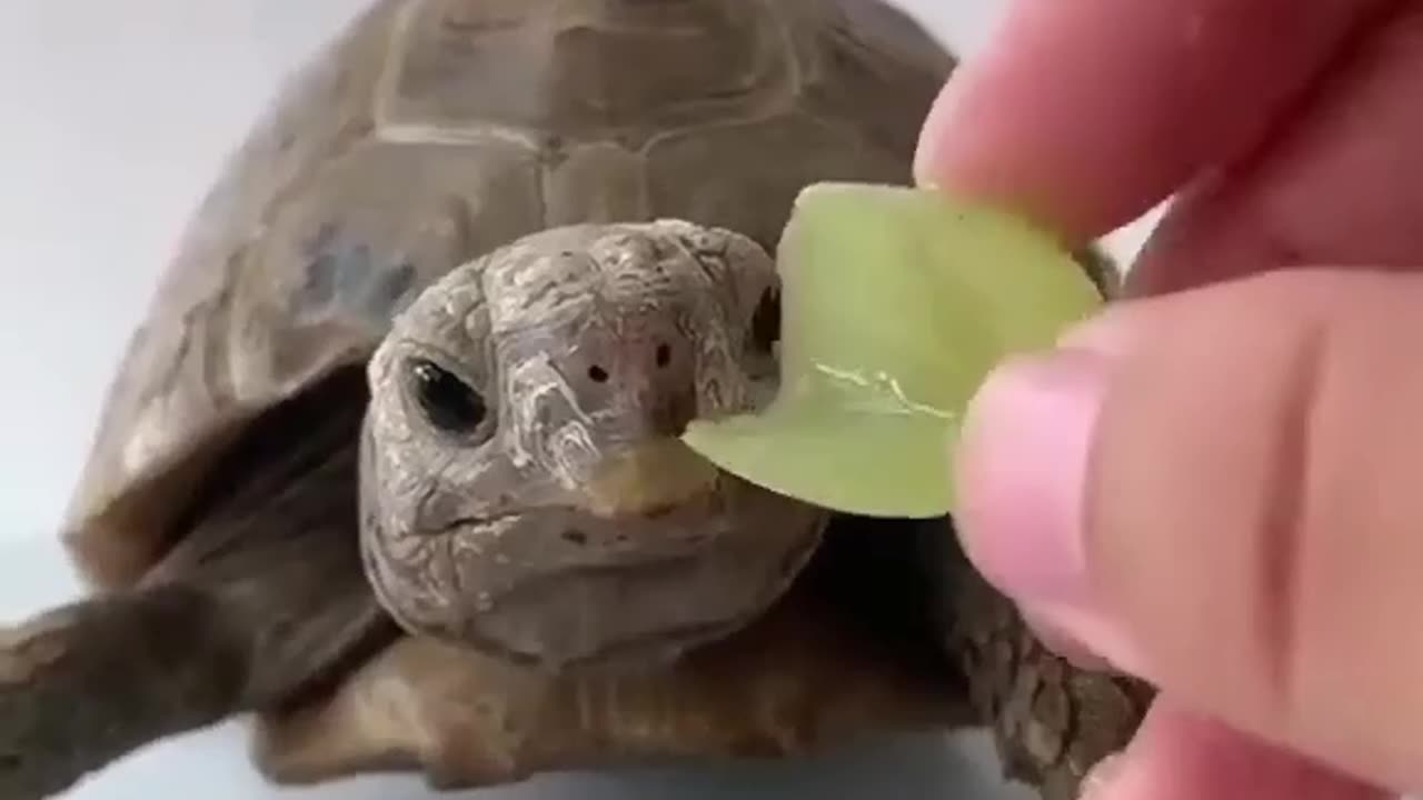 Yummy 😋😋😋 🐢 baby eating 🍇🍇