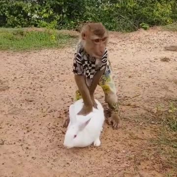 Naughty Monkey and Rabbit