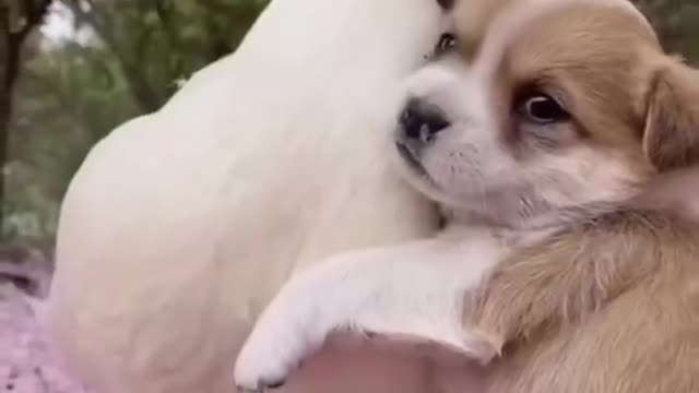 Cute puppy & his best friend