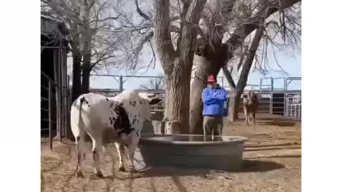 Funny,vídeo engraçado