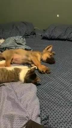 My dog and cat playing together on bed!