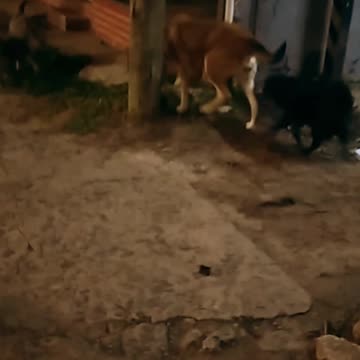 La barra de peludos en una mañana fría - Tacuarembó (13/08/2024)