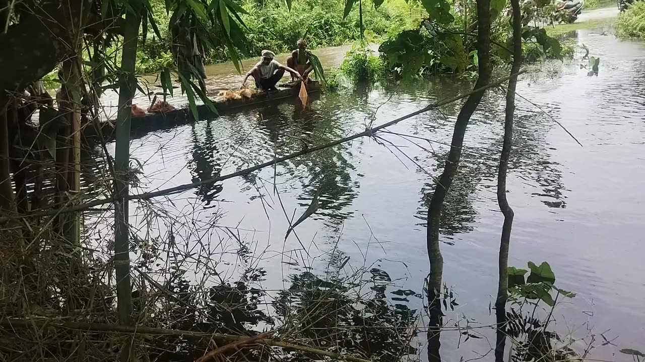 Net fishing fish