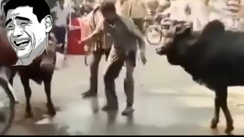 Cow fighting bahubali