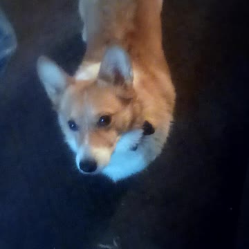 Corgi wins tug o war