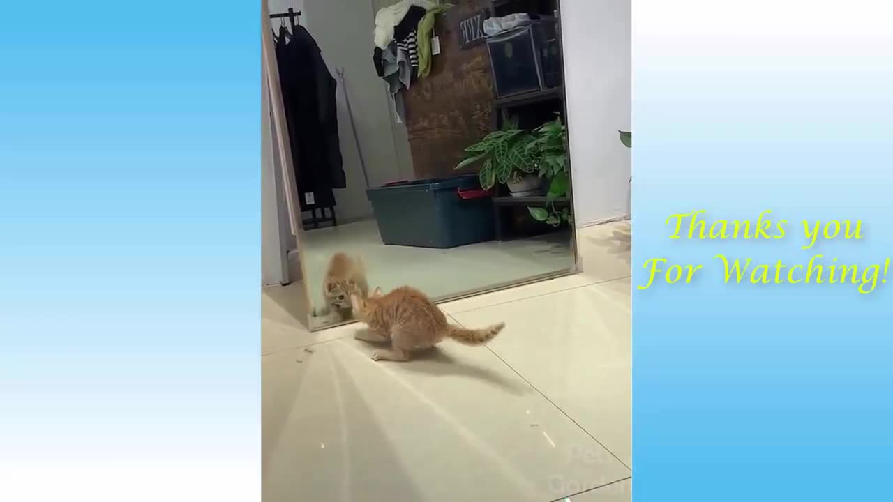 Cute Pets And Funny Animals Compilation #4 Pets Garden