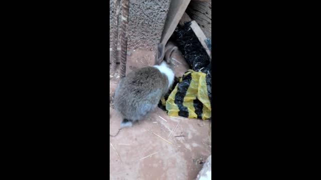 funny rabbit baby