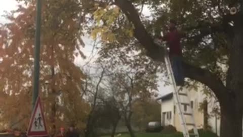 Tree Limbs Trump Ladders