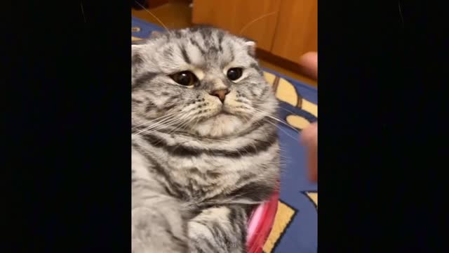 OMG So Cute Cats Best Funny Cat Videos .mp4