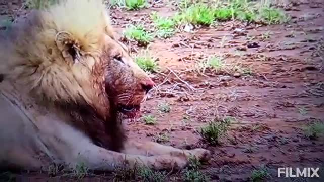 LIONS PRIMARY THE RINO 😁