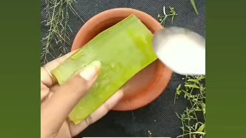 Aloe Vera