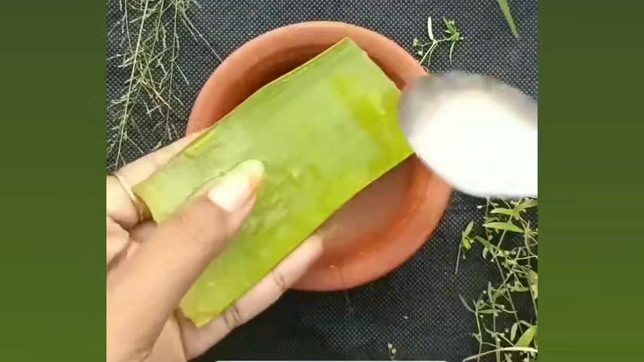 Aloe Vera