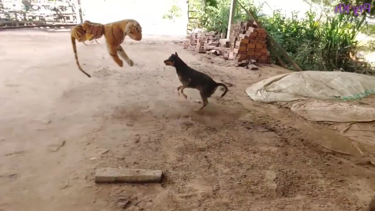 Wow Funny!!! Fake Tiger Prank Dog Run Try To Stop Laugh