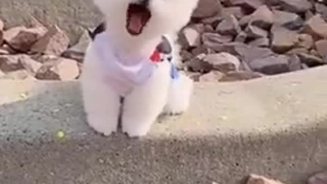 Cute dog make doller carnsi please support me please guys