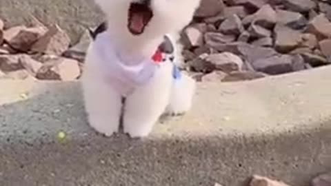 Cute dog make doller carnsi please support me please guys