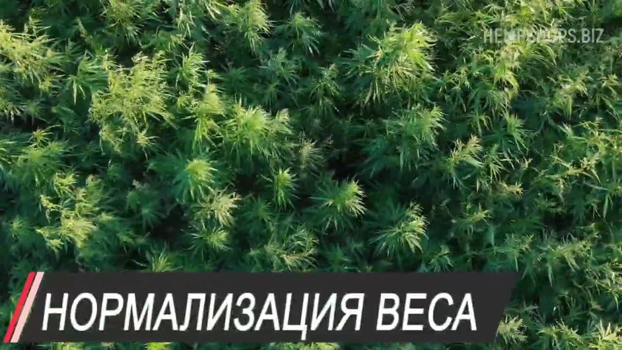 Производитель конопли, купить чай из конопли. Сырье из конопли и другие материалы.