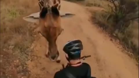 Giraffe MEETS THE CYCLISTS | KINGDOM OF PETS |