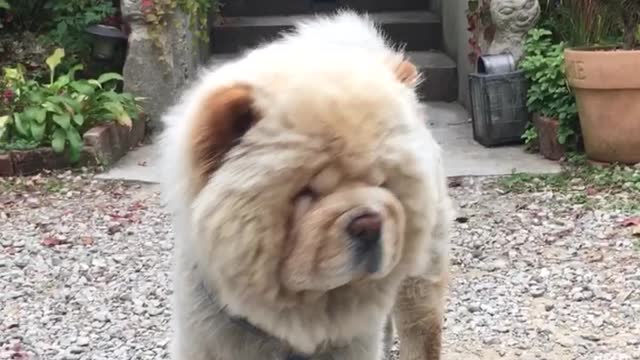 Two chow chow