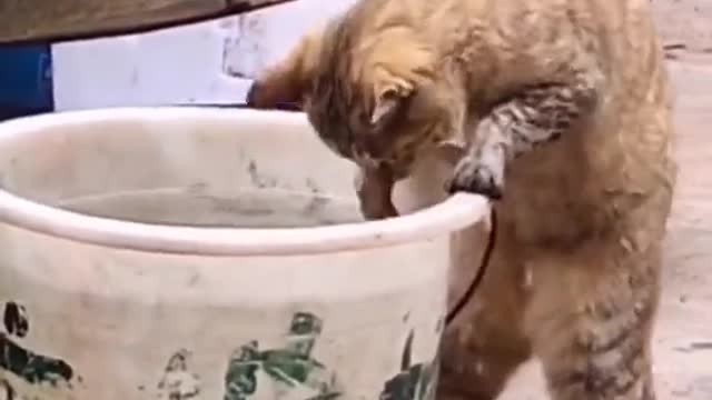 Fish Thief 🤣🤣 Funny Cat Video