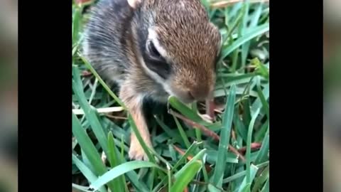 Bunny Rescued From forest by Incredible Guy