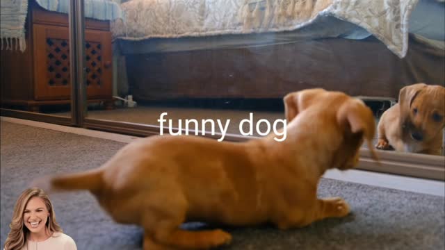 Dog funny🤭 video playback #shorts