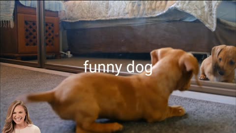 Dog funny🤭 video playback #shorts