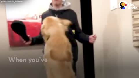 We Dont Deserve Dogs The Dodo