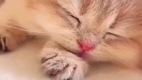 Cute kittne doing funny