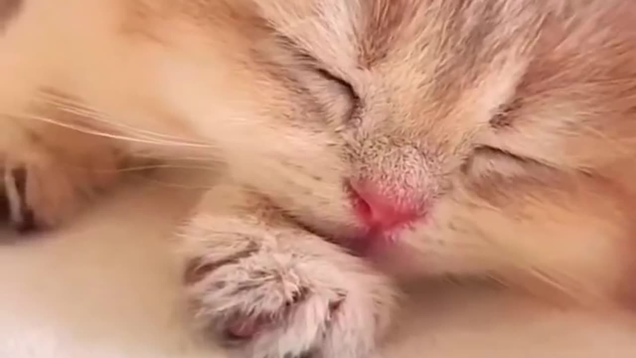 Cute kittne doing funny