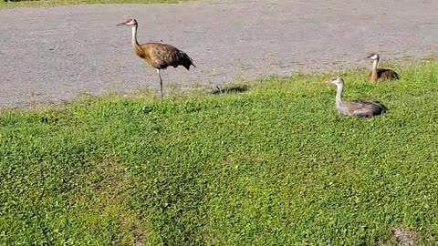 Sandhill Crane family getting "Junior" ready for flight. Homer, Alaska